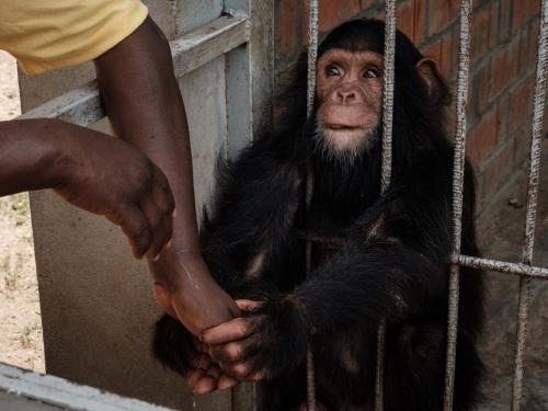 A sheltered juvenile chimpanzee holds a hand of Nestor Manirakiza at Musee Vivant de Bujumbura (the Living Museum of Bujumbura), in Bujumbura, Burundi, on March 14, 2022. - Burundi is classified as the poorest nation in the world in terms of GDP per capita, according to the World Bank.
But here too, as in other countries, young people, who make up the majority of Burundi's population, are increasingly connected.
Launched in 2021, the VisitBurundi initiative brings together around a dozen volunteers who organise trips for large groups of visitors, help to spruce up tourist destinations and, above all, broadcast Burundi's charms to the world.
The team is inspired by Dubai, where influencers thronged to beaches and bars even during the pandemic.
Bujumbura is not yet Dubai, but the prospects for tourism, domestic and international, are looking up. (Photo by Yasuyoshi Chiba / AFP)