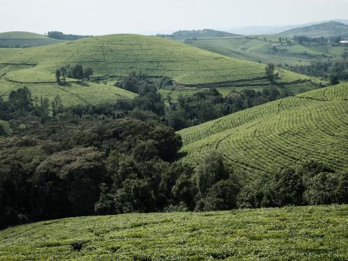 An general view of a tea plantation next to the Kibira National Park, northwestern Burundi, on March 13, 2022. - Burundi is classified as the poorest nation in the world in terms of GDP per capita, according to the World Bank.
But here too, as in other countries, young people, who make up the majority of Burundi's population, are increasingly connected.
Launched in 2021, the VisitBurundi initiative brings together around a dozen volunteers who organise trips for large groups of visitors, help to spruce up tourist destinations and, above all, broadcast Burundi's charms to the world.
The team is inspired by Dubai, where influencers thronged to beaches and bars even during the pandemic.
Bujumbura is not yet Dubai, but the prospects for tourism, domestic and international, are looking up. (Photo by Yasuyoshi Chiba / AFP)
