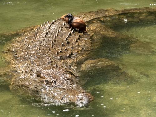 A guinea pig sits on a crocodile before being eaten at Musee Vivant de Bujumbura (the Living Museum of Bujumbura), in Bujumbura, Burundi, on March 14, 2022. - Burundi is classified as the poorest nation in the world in terms of GDP per capita, according to the World Bank.
But here too, as in other countries, young people, who make up the majority of Burundi's population, are increasingly connected.
Launched in 2021, the VisitBurundi initiative brings together around a dozen volunteers who organise trips for large groups of visitors, help to spruce up tourist destinations and, above all, broadcast Burundi's charms to the world.
The team is inspired by Dubai, where influencers thronged to beaches and bars even during the pandemic.
Bujumbura is not yet Dubai, but the prospects for tourism, domestic and international, are looking up. (Photo by Yasuyoshi Chiba / AFP)