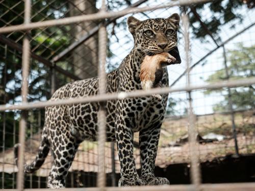 A leopard holds a guinea pig in its mouth at Musee Vivant de Bujumbura (the Living Museum of Bujumbura), in Bujumbura, Burundi, on March 14, 2022. - Burundi is classified as the poorest nation in the world in terms of GDP per capita, according to the World Bank.
But here too, as in other countries, young people, who make up the majority of Burundi's population, are increasingly connected.
Launched in 2021, the VisitBurundi initiative brings together around a dozen volunteers who organise trips for large groups of visitors, help to spruce up tourist destinations and, above all, broadcast Burundi's charms to the world.
The team is inspired by Dubai, where influencers thronged to beaches and bars even during the pandemic.
Bujumbura is not yet Dubai, but the prospects for tourism, domestic and international, are looking up. (Photo by Yasuyoshi Chiba / AFP)