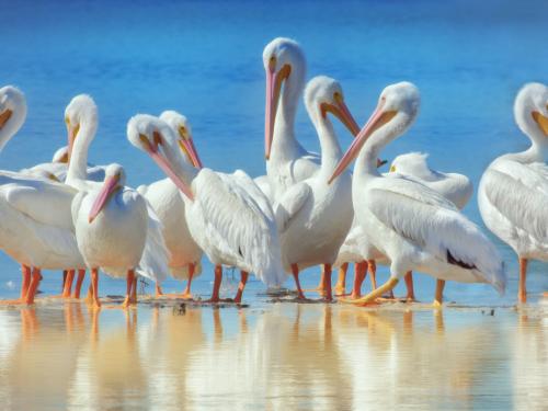 a long row of White Pelicans in the water at the Ding Darling Wildlife Reserve at Sanibel, Florida