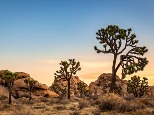 As the sun starts to rise the sky takes on hues of yellow and orange and gently warm the desert landscape in Joshua Tree National Park.