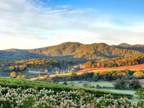 Autumn vineyard hills and flowers during sunset in Virginia