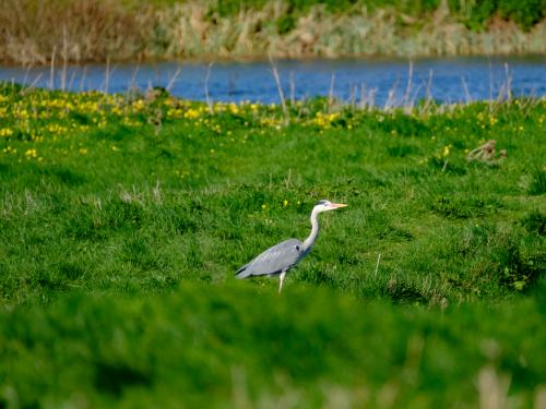 Adult Grey Heron seen looking at the photographer from the safety of a small meadow, located at the side of an inland waterway.
