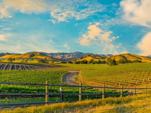 Spring crop; wine country; rolling hills; rows of crops; lush vegetation; Travel destination; rolling vineyard; agricultural field