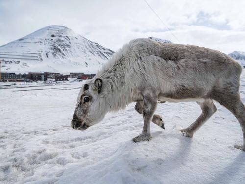 (FILES) In this file photo taken on May 6, 2022 a reindeer is pictured in Longyearbyen, on Spitsbergen island, Svalbard Archipelago, northern Norway. - Home to polar bears, the midnight sun and the northern lights, a Norwegian archipelago perched high in the Arctic is trying to find a way to profit from its pristine wilderness without ruining it. The Svalbard archipelago, located 1,300 kilometres (800 miles) from the North Pole and reachable by commercial airline flights, offers visitors vast expanses of untouched nature, with majestic mountains, glaciers and frozen fjords. Or, the fjords used to be frozen. Svalbard is now on the frontline of climate change, with the Arctic warming three times faster than the planet. (Photo by Jonathan NACKSTRAND / AFP)
