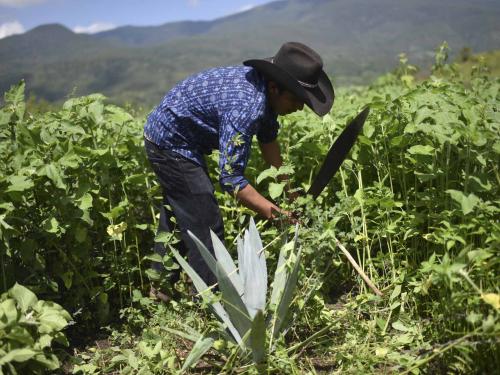 A worker cuts herbs in a field of wild agaves at the mezcal factory Tres Colibries (Three Hummingbirds) in Villa Sola de Vega, Oaxaca State, Mexico, on July 26, 2022. - Craft distillers fear mezcal will become victim of its own success. The fast-growing popularity of Tequila's lesser-known cousin is raising concerns about its sustainability as strong demand means that more land, water and firewood are needed to grow the agave plants and distill the smoky spirit. Faced with the boom, craft producers are committed to saving wild species by planting them and showcasing the artisanal process behind the liquor. (Photo by Pedro PARDO / AFP)