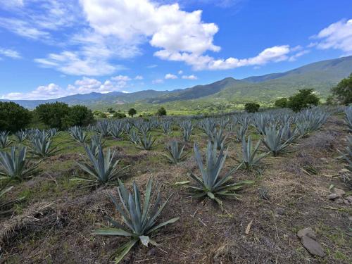 Picture of a field of espadin agave (Agave angustifolia) taken at the mezcal factory Tres Colibries (Three Hummingbirds) in Villa Sola de Vega, Oaxaca State, Mexico, on July 26, 2022. - Craft distillers fear mezcal will become victim of its own success. The fast-growing popularity of Tequila's lesser-known cousin is raising concerns about its sustainability as strong demand means that more land, water and firewood are needed to grow the agave plants and distill the smoky spirit. Faced with the boom, craft producers are committed to saving wild species by planting them and showcasing the artisanal process behind the liquor. (Photo by Pedro PARDO / AFP)