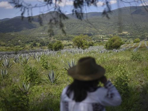 Sosima Olivera, who is member of a collective that runs the mezcal factory Tres Colibries (Three Hummingbirds), walks in a field of agave in Villa Sola de Vega, Oaxaca State, Mexico, on July 26, 2022. - Craft distillers fear mezcal will become victim of its own success. The fast-growing popularity of Tequila's lesser-known cousin is raising concerns about its sustainability as strong demand means that more land, water and firewood are needed to grow the agave plants and distill the smoky spirit. Faced with the boom, craft producers are committed to saving wild species by planting them and showcasing the artisanal process behind the liquor. (Photo by Pedro PARDO / AFP)