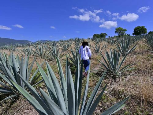 Sosima Olivera, who is member of a collective that runs the mezcal factory Tres Colibries (Three Hummingbirds), walks in a field of espadin agave (Agave angustifolia) in Villa Sola de Vega, Oaxaca State, Mexico, on July 26, 2022. - Craft distillers fear mezcal will become victim of its own success. The fast-growing popularity of Tequila's lesser-known cousin is raising concerns about its sustainability as strong demand means that more land, water and firewood are needed to grow the agave plants and distill the smoky spirit. Faced with the boom, craft producers are committed to saving wild species by planting them and showcasing the artisanal process behind the liquor. (Photo by Pedro PARDO / AFP)