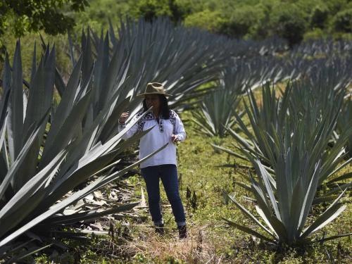 Sosima Olivera, who is member of a collective that runs the mezcal factory Tres Colibries (Three Hummingbirds), walks in a field of arroqueno agave (Agave americana var. oaxacensis) in Villa Sola de Vega, Oaxaca State, Mexico, on July 26, 2022. - Craft distillers fear mezcal will become victim of its own success. The fast-growing popularity of Tequila's lesser-known cousin is raising concerns about its sustainability as strong demand means that more land, water and firewood are needed to grow the agave plants and distill the smoky spirit. Faced with the boom, craft producers are committed to saving wild species by planting them and showcasing the artisanal process behind the liquor. (Photo by Pedro PARDO / AFP)