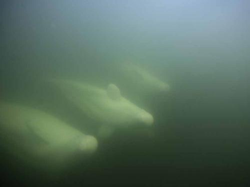 Beluga whales are photographed underwater in the murky waters of the Churchill River near Hudson Bay outside Churchill, northern Canada on August 8, 2022. - Under the slightly murky surface where the waters of the Churchill River meet Hudson Bay, the belugas have a great time under the amazed eye of tourists, several thousand of whom come every year to the small town of Churchill in northern Manitoba to observe them.  In August, at the mouth of the Churchill River, in this area at the gateway to the Canadian Arctic, which is warming three to four times faster than the rest of the planet, temperatures fluctuate between 10 and 20°. (Photo by Olivier MORIN / AFP)