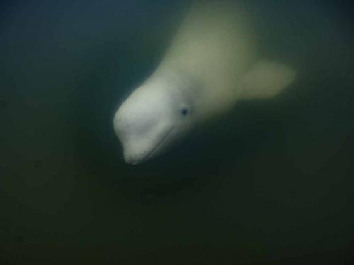 A beluga whale is photographed underwater in the murky waters of the Churchill River near Hudson Bay outside Churchill, northern Canada on August 5, 2022. - Under the slightly murky surface where the waters of the Churchill River meet Hudson Bay, the belugas have a great time under the amazed eye of tourists, several thousand of whom come every year to the small town of Churchill in northern Manitoba to observe them.  In August, at the mouth of the Churchill River, in this area at the gateway to the Canadian Arctic, which is warming three to four times faster than the rest of the planet, temperatures fluctuate between 10 and 20°. (Photo by Olivier MORIN / AFP)