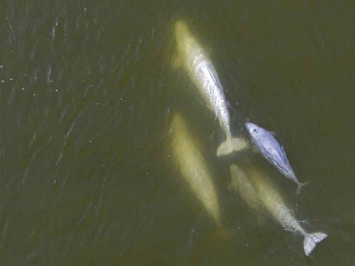 This aerial view shows beluga whales feeding in the murky waters of the Churchill River near Hudson Bay outside Churchill, northern Canada on August 6, 2022. - Under the slightly murky surface where the waters of the Churchill River meet Hudson Bay, the belugas have a great time under the amazed eye of tourists, several thousand of whom come every year to the small town of Churchill in northern Manitoba to observe them.  In August, at the mouth of the Churchill River, in this area at the gateway to the Canadian Arctic, which is warming three to four times faster than the rest of the planet, temperatures fluctuate between 10 and 20°. (Photo by Olivier MORIN / AFP)