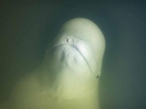 A beluga whale is photographed underwater in the murky waters of the Churchill River near Hudson Bay outside Churchill, northern Canada on August 5, 2022. - Under the slightly murky surface where the waters of the Churchill River meet Hudson Bay, the belugas have a great time under the amazed eye of tourists, several thousand of whom come every year to the small town of Churchill in northern Manitoba to observe them.  In August, at the mouth of the Churchill River, in this area at the gateway to the Canadian Arctic, which is warming three to four times faster than the rest of the planet, temperatures fluctuate between 10 and 20°. (Photo by Olivier MORIN / AFP)