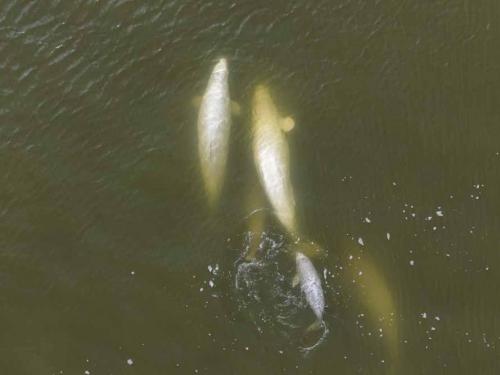 This aerial view shows beluga whales feeding in the murky waters of the Churchill River near Hudson Bay outside Churchill, northern Canada on August 6, 2022. - Under the slightly murky surface where the waters of the Churchill River meet Hudson Bay, the belugas have a great time under the amazed eye of tourists, several thousand of whom come every year to the small town of Churchill in northern Manitoba to observe them.  In August, at the mouth of the Churchill River, in this area at the gateway to the Canadian Arctic, which is warming three to four times faster than the rest of the planet, temperatures fluctuate between 10 and 20°. (Photo by Olivier MORIN / AFP)