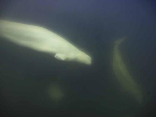 Beluga whales are photographed underwater in the murky waters of the Churchill River near Hudson Bay outside Churchill, northern Canada on August 8, 2022. - Under the slightly murky surface where the waters of the Churchill River meet Hudson Bay, the belugas have a great time under the amazed eye of tourists, several thousand of whom come every year to the small town of Churchill in northern Manitoba to observe them.  In August, at the mouth of the Churchill River, in this area at the gateway to the Canadian Arctic, which is warming three to four times faster than the rest of the planet, temperatures fluctuate between 10 and 20°. (Photo by Olivier MORIN / AFP)