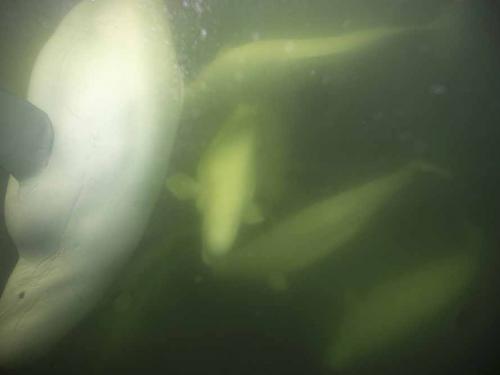 Beluga whales are photographed underwater in the murky waters of the Churchill River near Hudson Bay outside Churchill, northern Canada on August 8, 2022. - Under the slightly murky surface where the waters of the Churchill River meet Hudson Bay, the belugas have a great time under the amazed eye of tourists, several thousand of whom come every year to the small town of Churchill in northern Manitoba to observe them.  In August, at the mouth of the Churchill River, in this area at the gateway to the Canadian Arctic, which is warming three to four times faster than the rest of the planet, temperatures fluctuate between 10 and 20°. (Photo by Olivier MORIN / AFP)