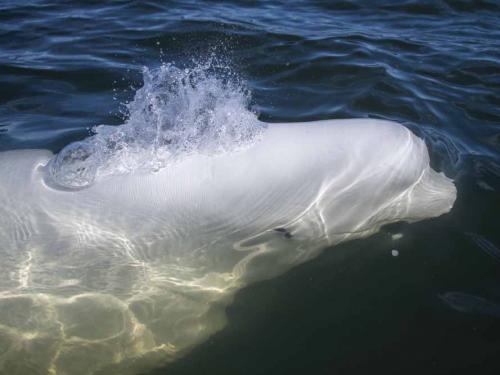 A beluga whale swims and feed in Hudson Bay, outside Churchill, northern Canada on August 9, 2022. - Under the slightly murky surface where the waters of the Churchill River meet Hudson Bay, the belugas have a great time under the amazed eye of tourists, several thousand of whom come every year to the small town of Churchill in northern Manitoba to observe them.  In August, at the mouth of the Churchill River, in this area at the gateway to the Canadian Arctic, which is warming three to four times faster than the rest of the planet, temperatures fluctuate between 10 and 20°. (Photo by Olivier MORIN / AFP)