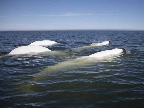 A group of beluga whales swim and feed in Hudson Bay, outside Churchill, northern Canada on August 9, 2022. - Under the slightly murky surface where the waters of the Churchill River meet Hudson Bay, the belugas have a great time under the amazed eye of tourists, several thousand of whom come every year to the small town of Churchill in northern Manitoba to observe them.  In August, at the mouth of the Churchill River, in this area at the gateway to the Canadian Arctic, which is warming three to four times faster than the rest of the planet, temperatures fluctuate between 10 and 20°. (Photo by Olivier MORIN / AFP)