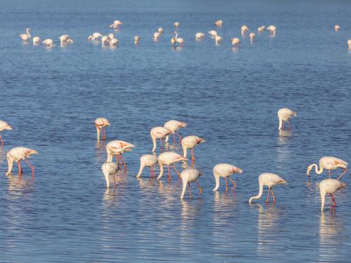 Flamingo's in Coto Doñana