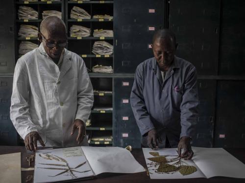 Elasi Ramazani (L), 69, director of the Yangambi Herbarium and a scientist for nearly 25 years, talks with another scientist in the room where they study herbs in Yangambi, 100 km from the city of Kisangani, Tshopo province, northeastern Democratic Republic of Congo, on September 2, 2022. - The site, renowned during the time of Belgian colonisation for its research in tropical agronomy, hosts a herbarium that has more than 6000 species. (Photo by Guerchom Ndebo / AFP)