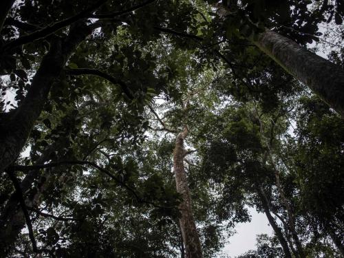 A general view of of trees in the Yangambi forest, 100 km from the city of Kisangani, in the province of Tshopo, northeast of the Democratic Republic of Congo on September 2, 2022. (Photo by Guerchom Ndebo / AFP)