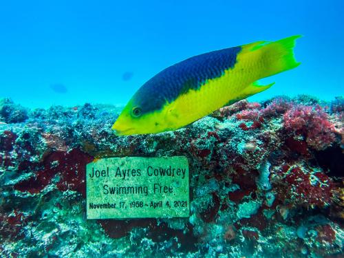 A fish swims by a memorial plaque at the man-made Neptune Memorial Reef, 3.25 miles (5.2 kms) off the coast of Key Biscayne, Florida, on May 14, 2022. - Divers swim near brightly-colored fish and a stingray as they ride warm currents to the sea floor off Florida's coast, where an underwater burial site for ocean lovers doubles as a marine sanctuary brimming with aquatic life. (Photo by CHANDAN KHANNA / AFP)