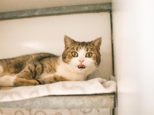 Commy (niet beschikbaar voor adoptie)