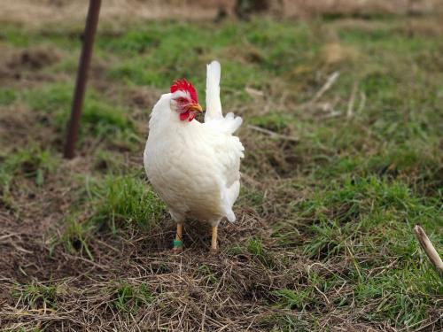 Le ‘portrait’ d’une poule. Notez le respect des couleurs et le flou en arrière-plan obtenu en jouant avec le diaphragme.