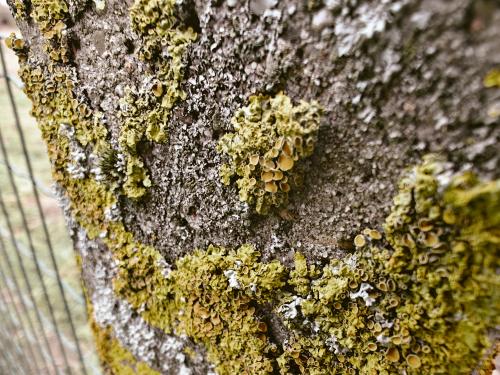 Une macro-photo de lichens sur un poteau en béton.