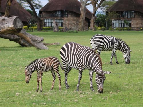 In het Lake Naivasha Sopa Resort grazen onder meer zebra’s, waterbokken en giraffen.