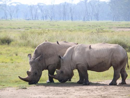 Lake Nakuru National Park.