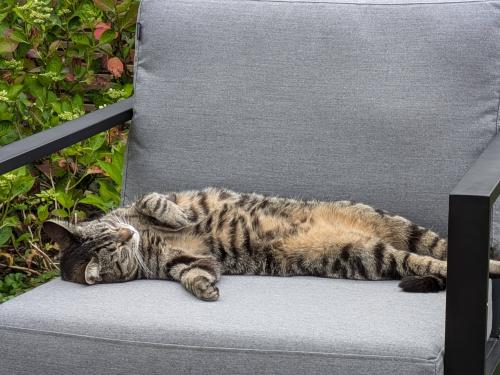 De ‘magische gum’ aan het werk: poes is weggetoverd. Op een stuk achterpoot na dat ik was vergeten aan te duiden.