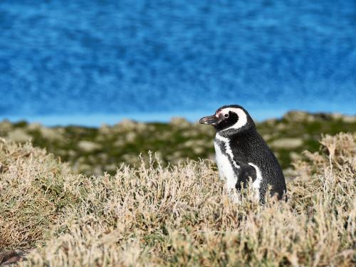 Een van de duizenden magelhaenpinguins.