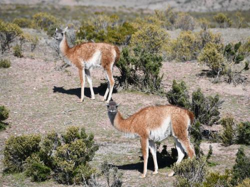 Guanacos of wilde lama's.