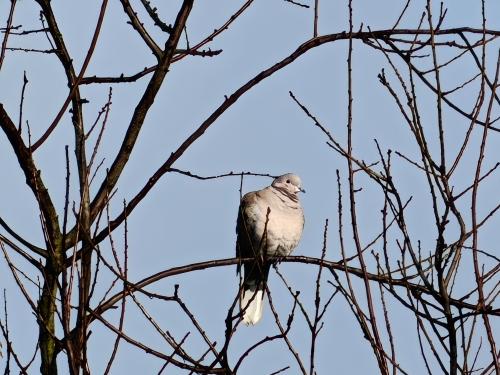 Un pigeon et une petite écurie, chacun photographié normalement, puis avec un zoom 30x à 40x via la fonctionnalité AI Telephoto du OnePlus 13. On voit que l'image a été quelque peu retouchée artificiellement, mais le résultat est assez impressionnant.