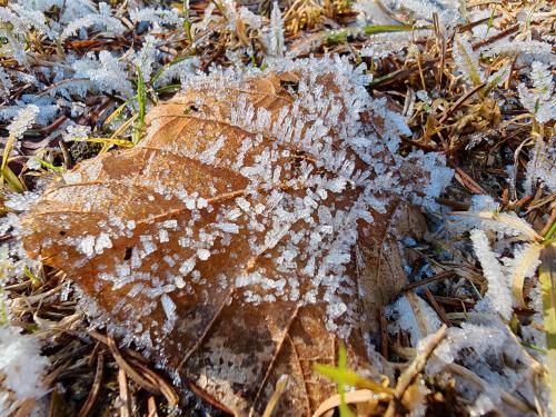 Enkele portretten, landschappen en macro-opnames gemaakt met de Honor Magic7 Pro.