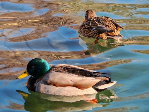 Enkele portretten, landschappen en macro-opnames gemaakt met de Honor Magic7 Pro.