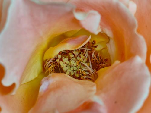 Gros plan d'une rose.