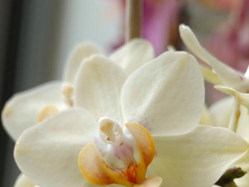 Une orchidée en mode portrait.