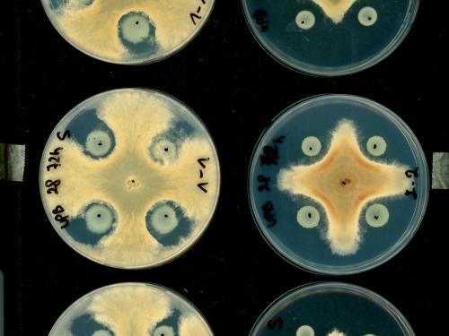 Schimmels produceren enzymen die biopesticiden afbreken.