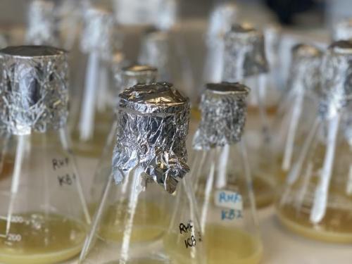 Bacteriën produceren biopesticiden die schimmels onderdrukken.