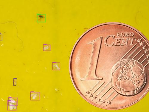‘Voor telers is het extreem tijdrovend om alle vangplaten te bestuderen. De insecten zijn maar een paar millimeter groot en lijken sterk op elkaar.’