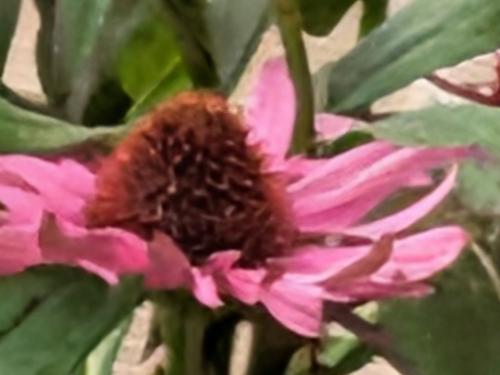 Dit is hoe een 100x ingezoomde foto er uit ziet vooraleer AI ermee aan de slag gaat
