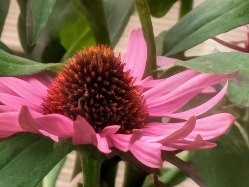 Pro Res Zoom in actie: de met AI verbeterde versie van een 100x ingezoomde foto