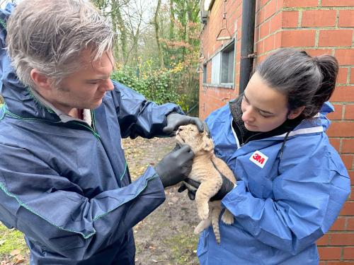 Bellewaerde verwelkomt twee jonge noordelijke leeuwenwelpen. (foto’s Bellewaerde)