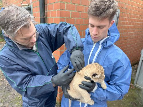 Bellewaerde verwelkomt twee jonge noordelijke leeuwenwelpen. (foto’s Bellewaerde)