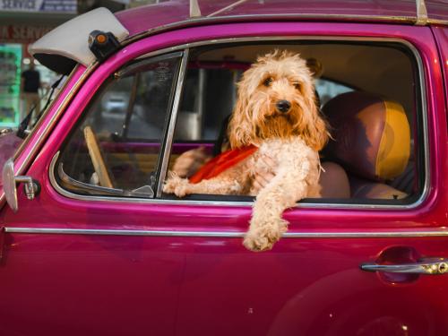 Comedy Pet Team Favourite: Mehmet Asland met 'Chauffeur Dog'