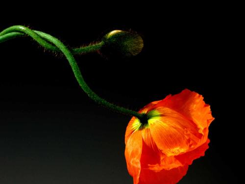 Poppy, Robert Mapplethorpe, 1988
De Robert Mapplethorpe, Fragile Beauty donne à voir les portraits de ses proches à la beauté froide et cérébrale, ses gros plans de corps masculins à l’homo­érotisme palpable. Mais aussi ces coquelicots délicats conçus comme des natures mortes, des memento mori fragiles.